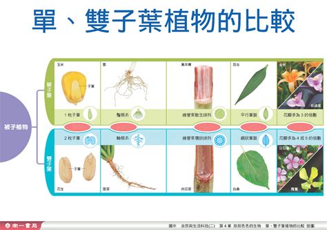 百合是單子葉還是雙子葉|百合科植物特性